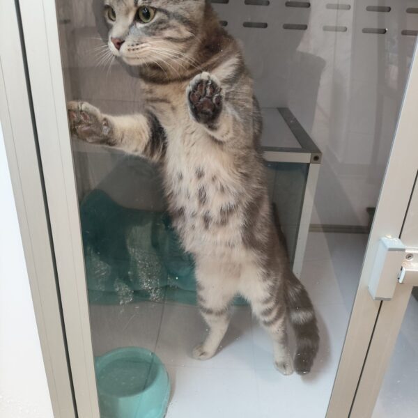 07/04 – FOURRIÈRE Chat – DD95