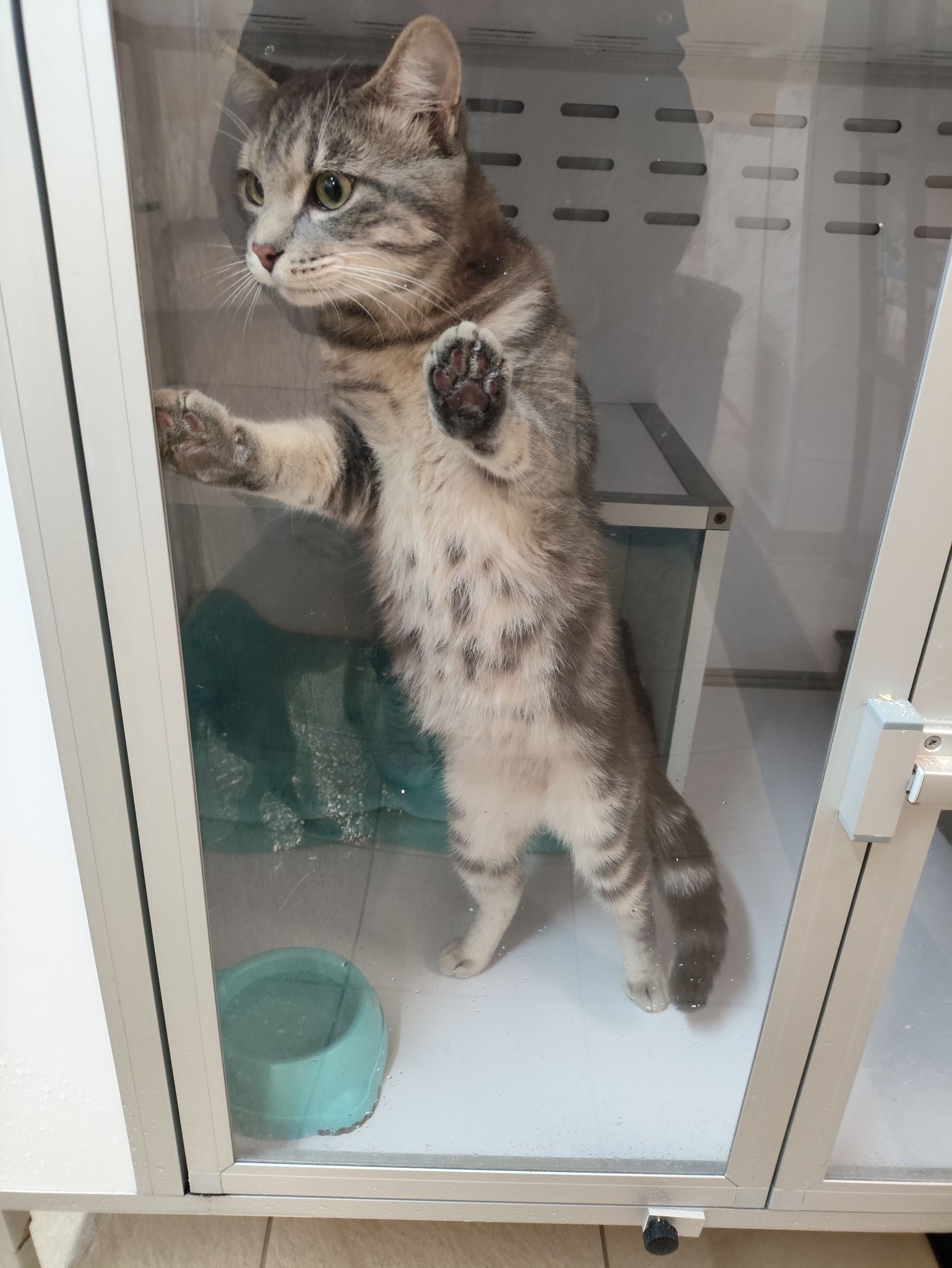 Lire la suite à propos de l’article 07/04 – FOURRIÈRE Chat – DD95