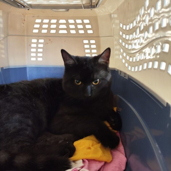 25/04 – FOURRIÈRE Chat – DD124