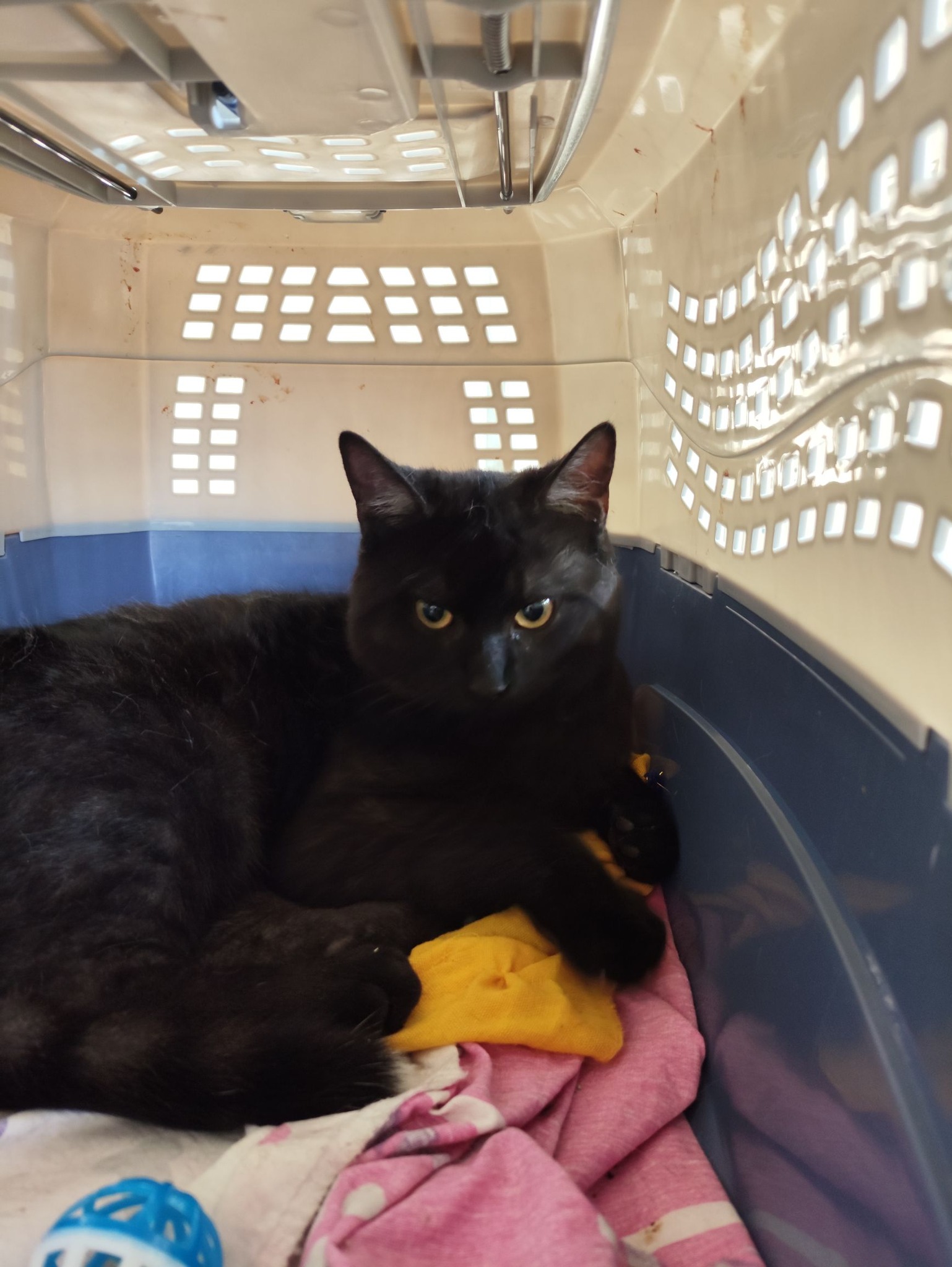 Lire la suite à propos de l’article 25/04 – FOURRIÈRE Chat – DD124