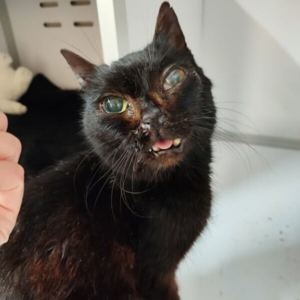 26/04 – FOURRIÈRE Chat – DD116