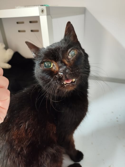 Lire la suite à propos de l’article 26/04 – FOURRIÈRE Chat – DD116