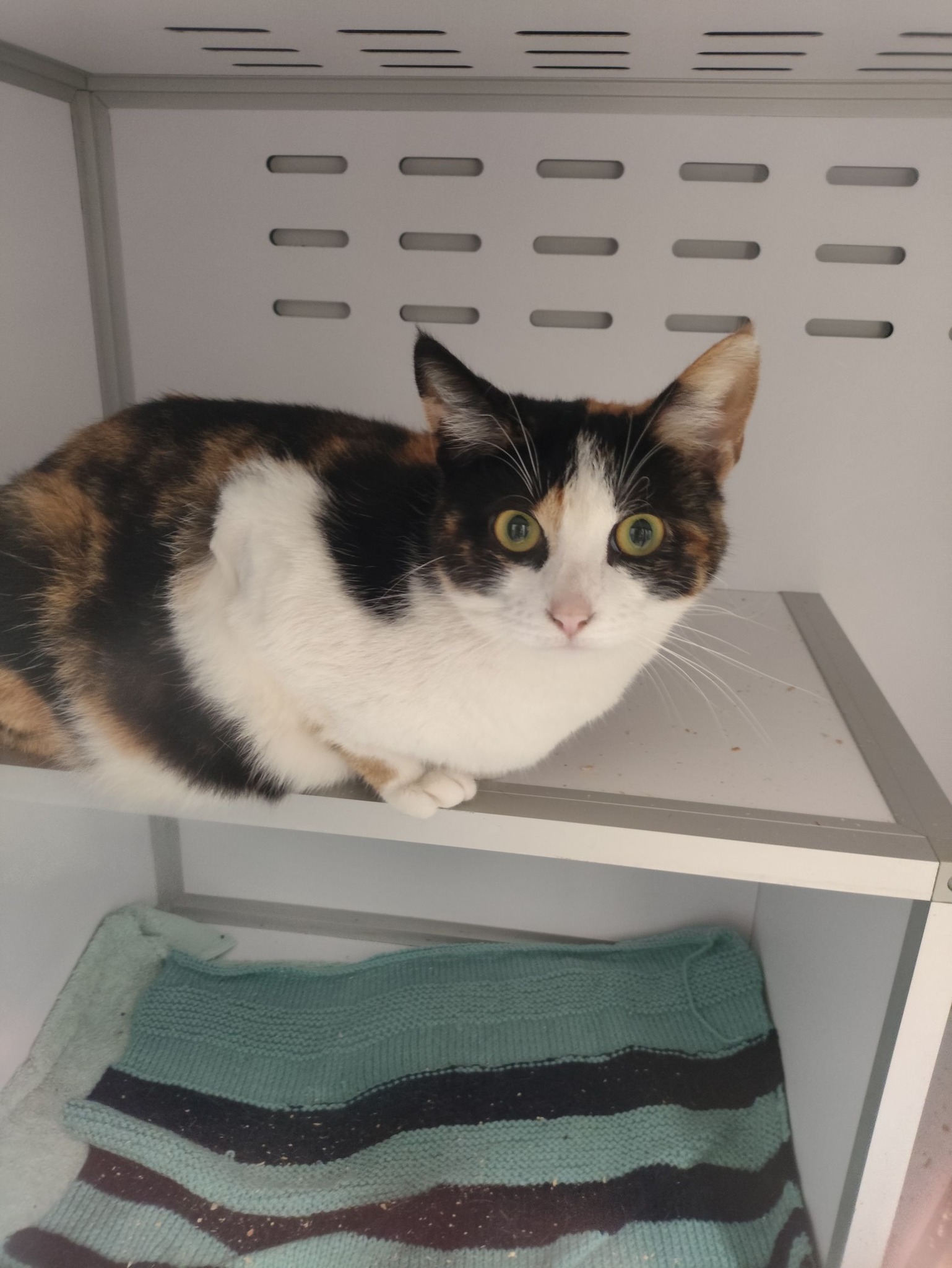 Lire la suite à propos de l’article 28/04 – FOURRIÈRE Chat – DD113