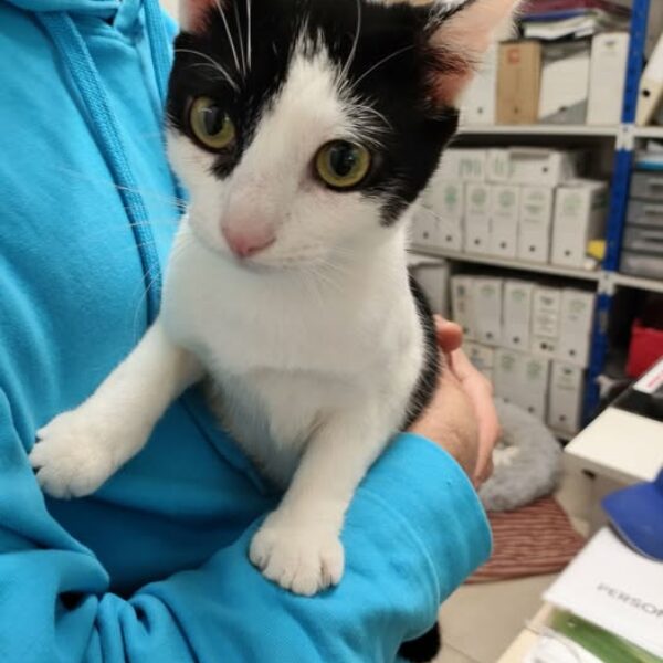 07/04 – FOURRIÈRE Chat – DD100