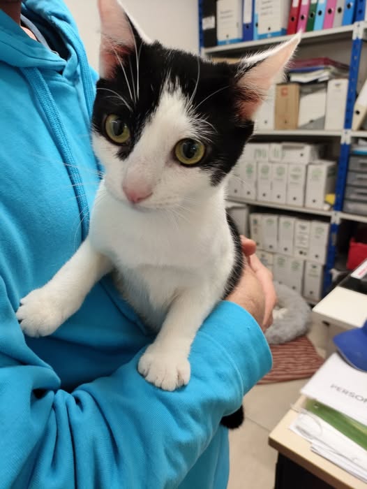 Lire la suite à propos de l’article 07/04 – FOURRIÈRE Chat – DD100