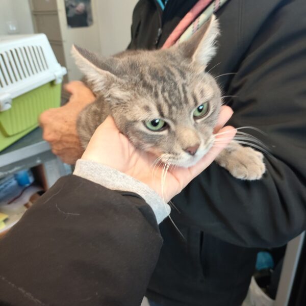 08/04 – FOURRIÈRE Chat – DD101