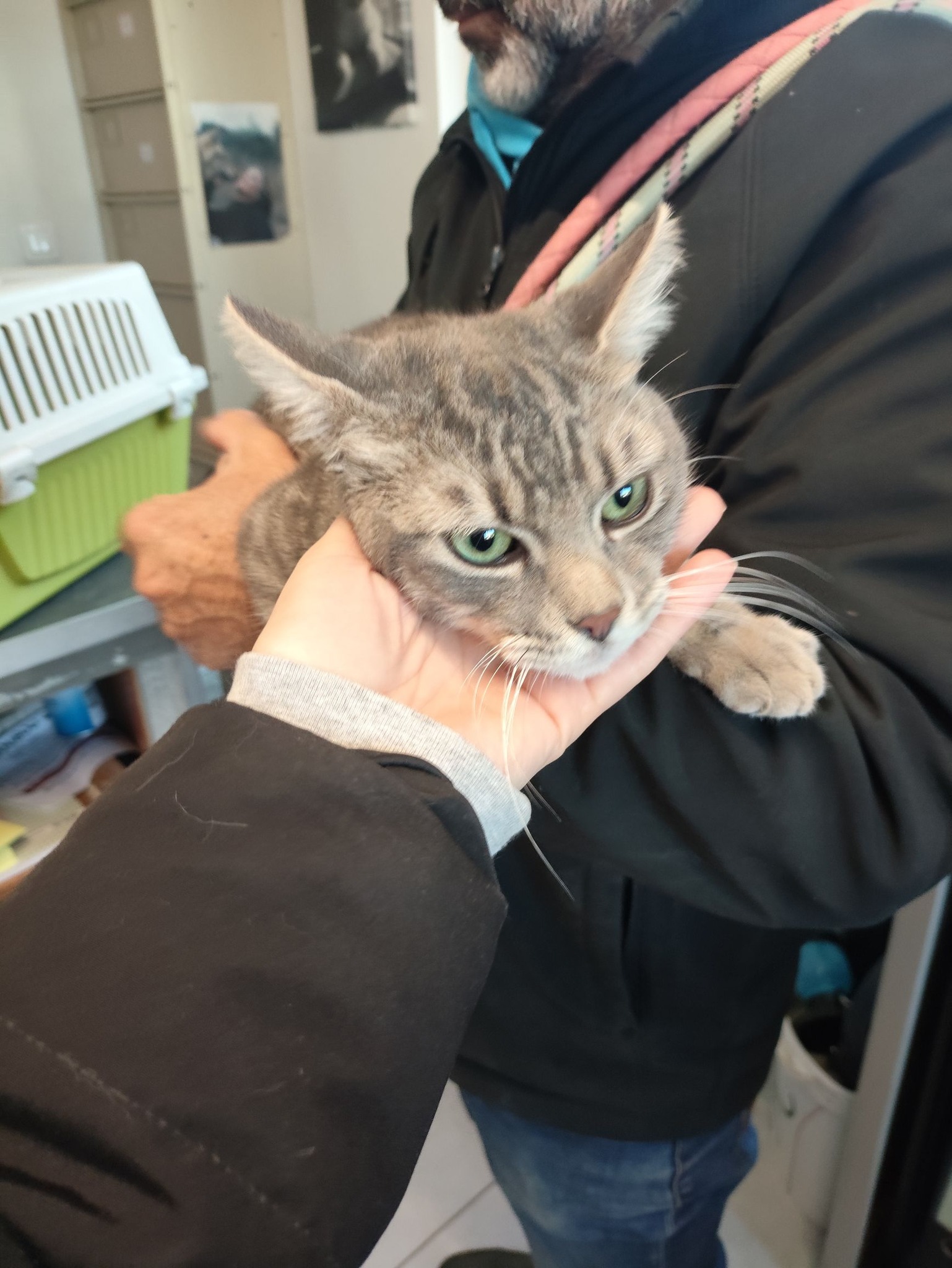 Lire la suite à propos de l’article 08/04 – FOURRIÈRE Chat – DD101