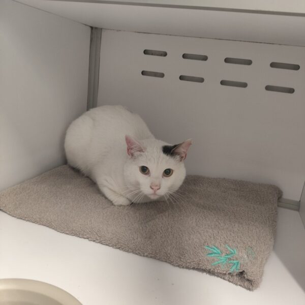 12/04 – FOURRIÈRE Chat – DD102