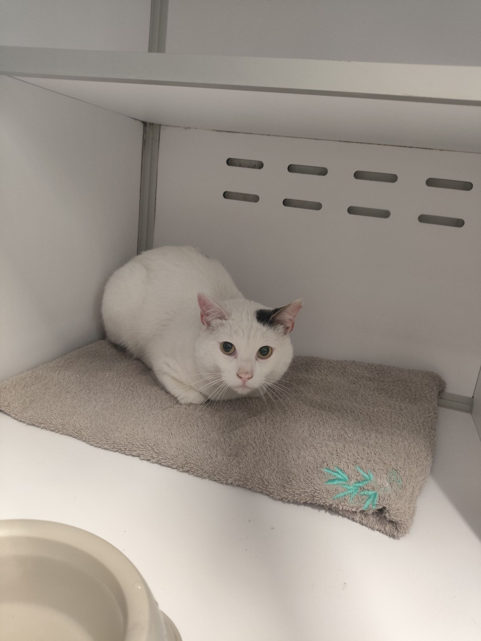 Lire la suite à propos de l’article 12/04 – FOURRIÈRE Chat – DD102