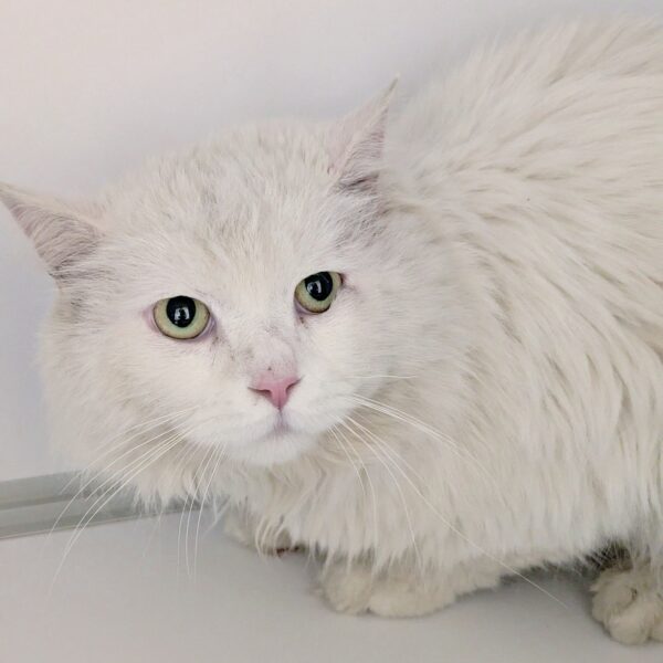 13/04 – FOURRIÈRE Chat – DD103