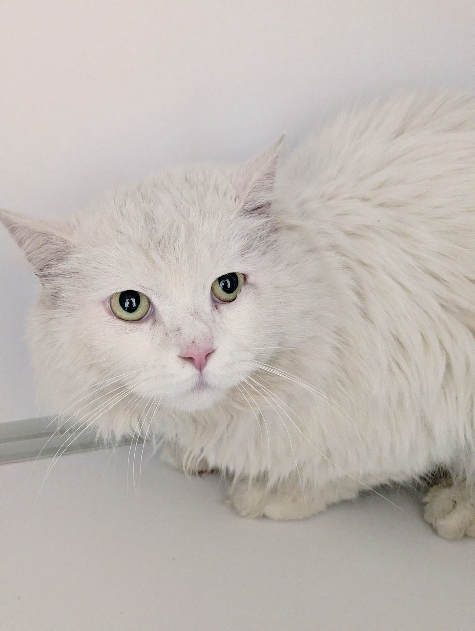 Lire la suite à propos de l’article 13/04 – FOURRIÈRE Chat – DD103