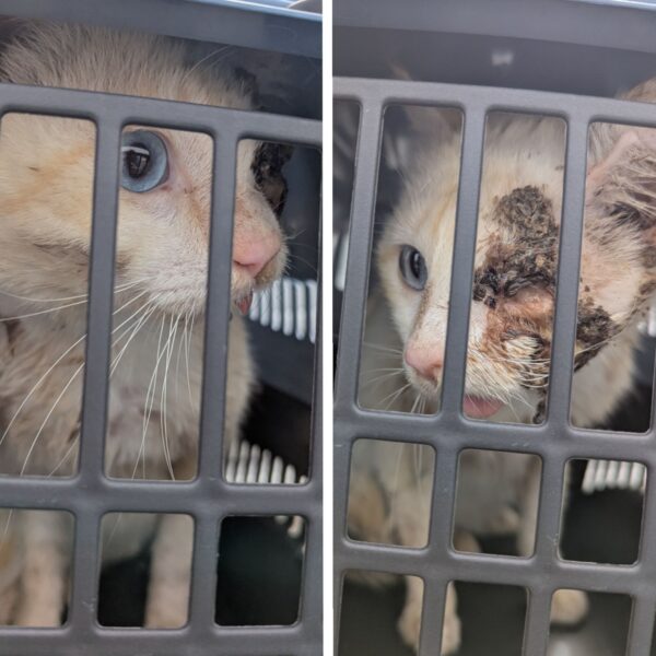 14/04 – FOURRIÈRE Chat – DD104