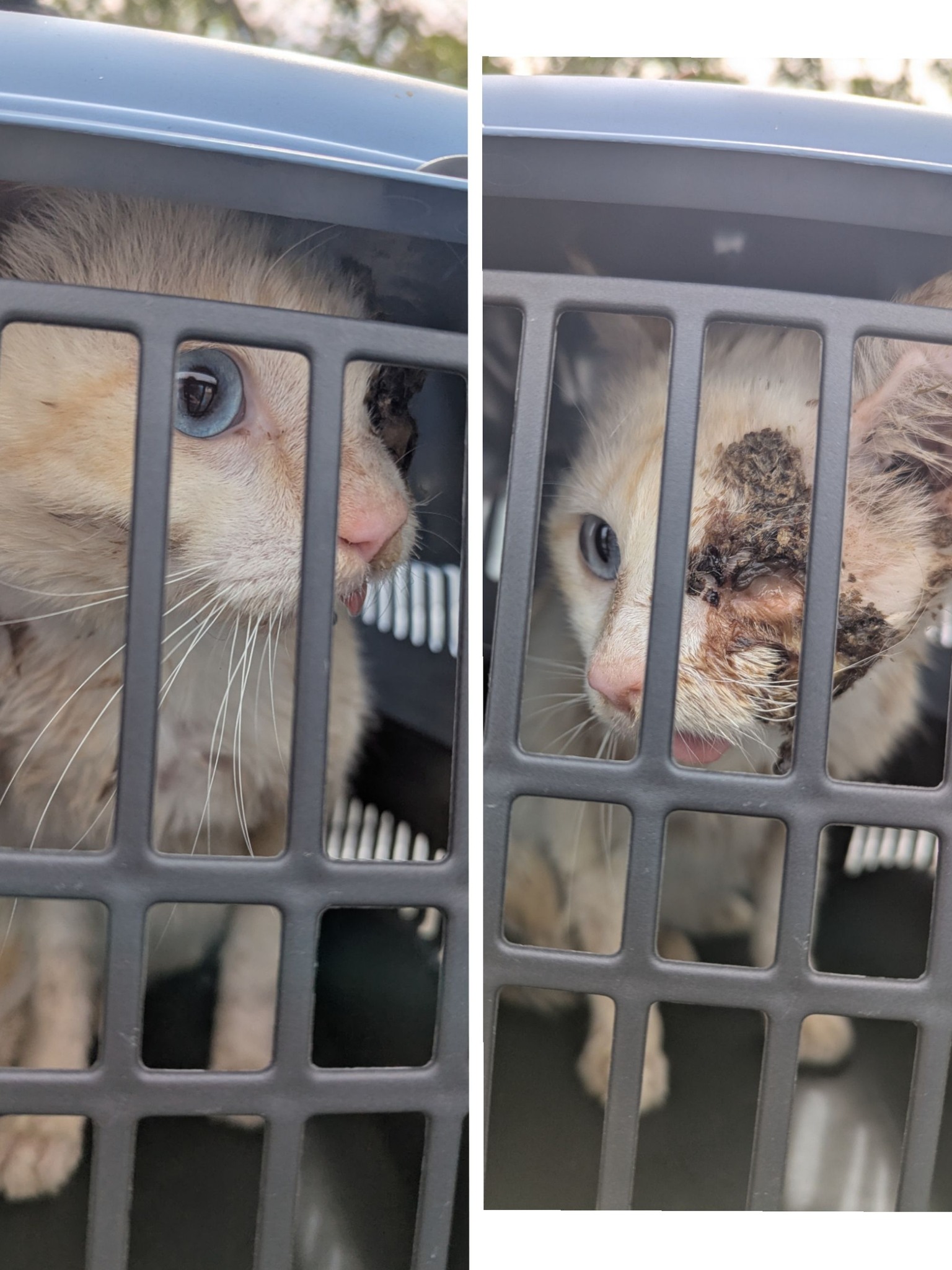 Lire la suite à propos de l’article 14/04 – FOURRIÈRE Chat – DD104