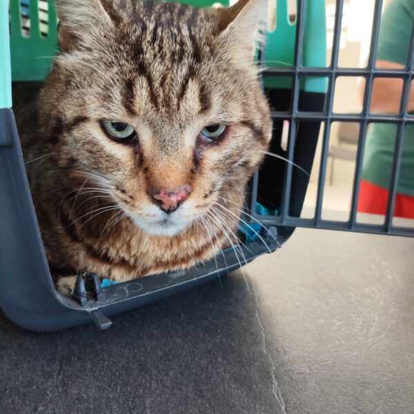 17/04 – FOURRIÈRE Chat