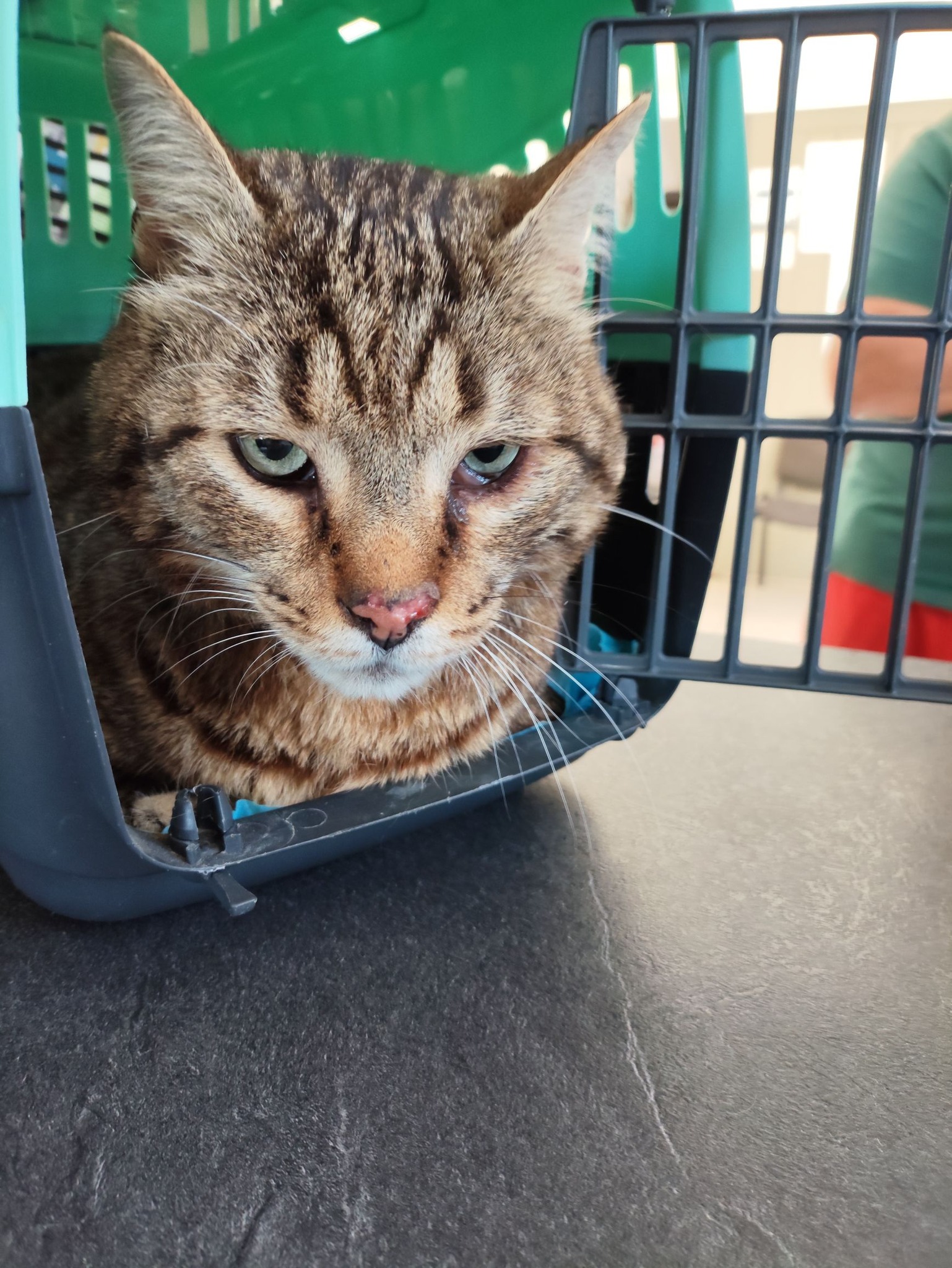 Lire la suite à propos de l’article 17/04 – FOURRIÈRE Chat