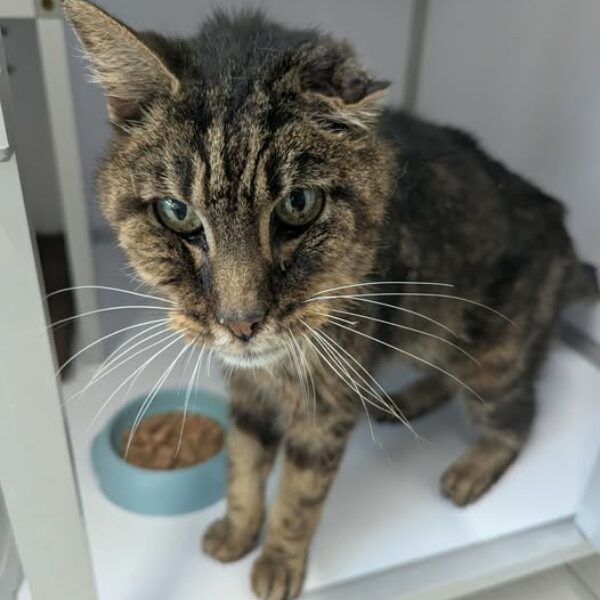 22/04 – FOURRIÈRE Chat – DD111