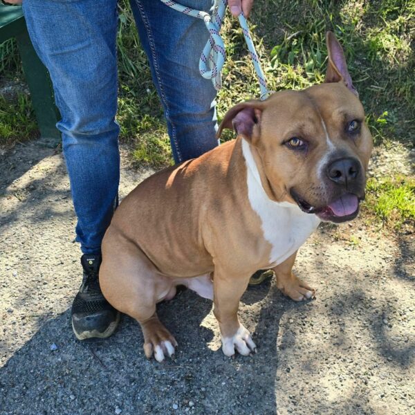 08/04 – FOURRIÈRE Chien – CC121