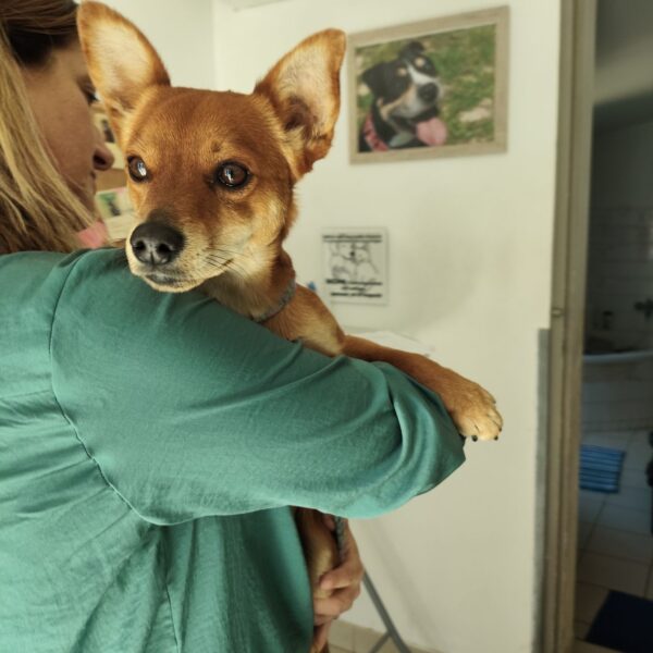 17/04 – FOURRIÈRE Chien