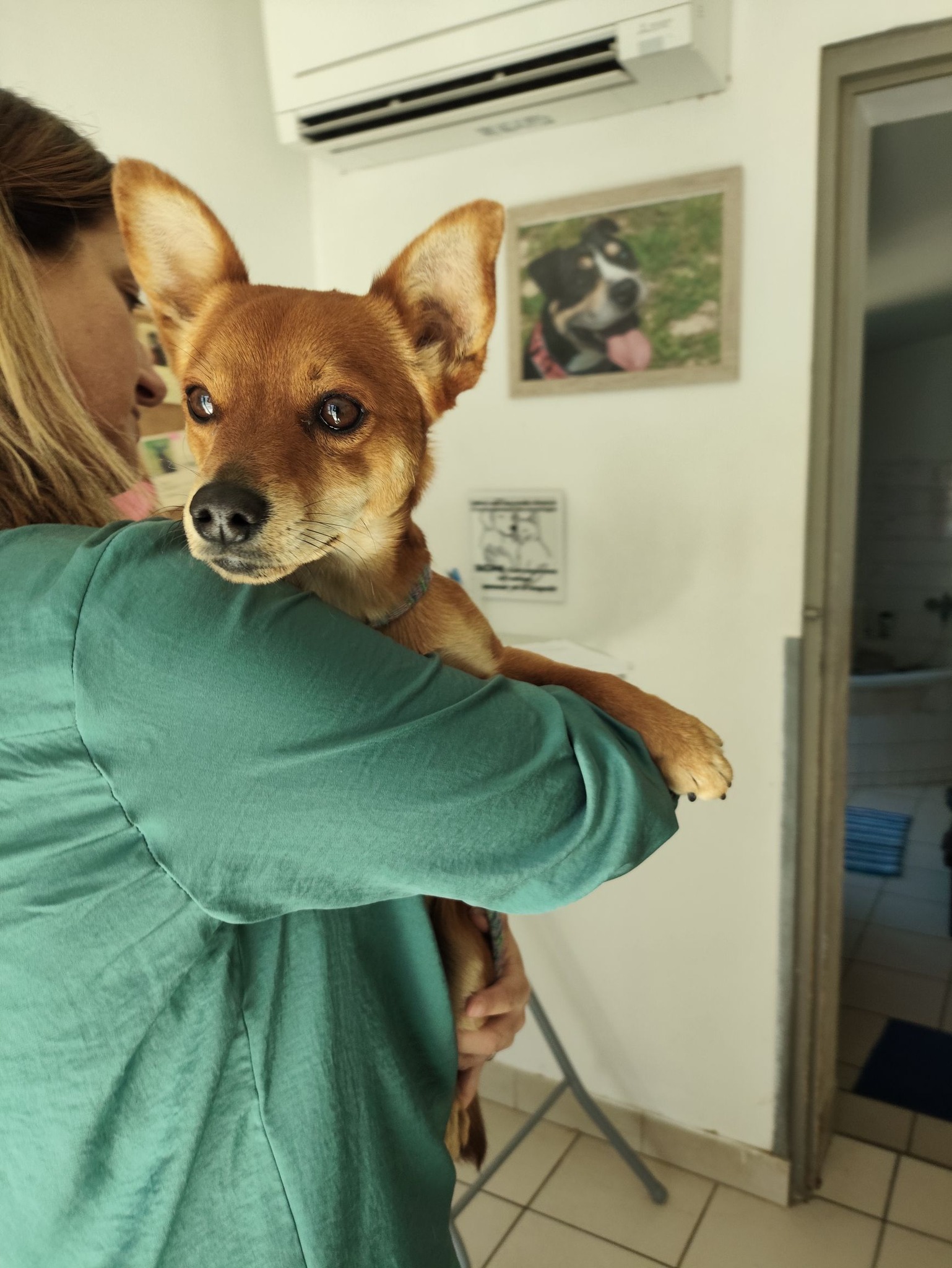 Lire la suite à propos de l’article 17/04 – FOURRIÈRE Chien