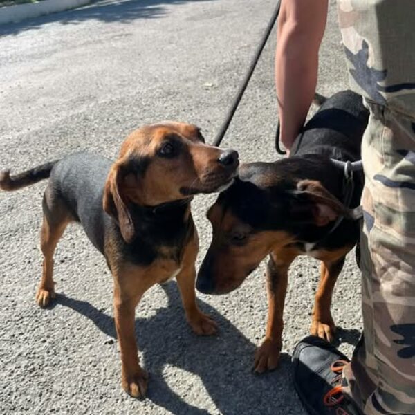 18/04 – FOURRIÈRE Chien – CC134 + CC135