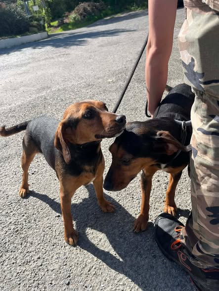 Lire la suite à propos de l’article 18/04 – FOURRIÈRE Chien – CC134 + CC135