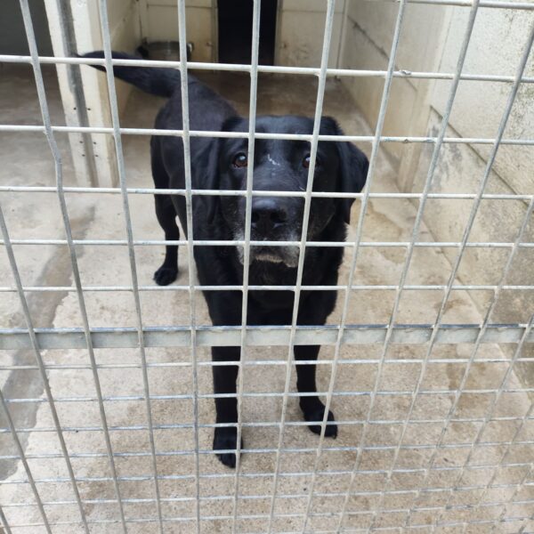 02/04 – FOURRIÈRE Chien