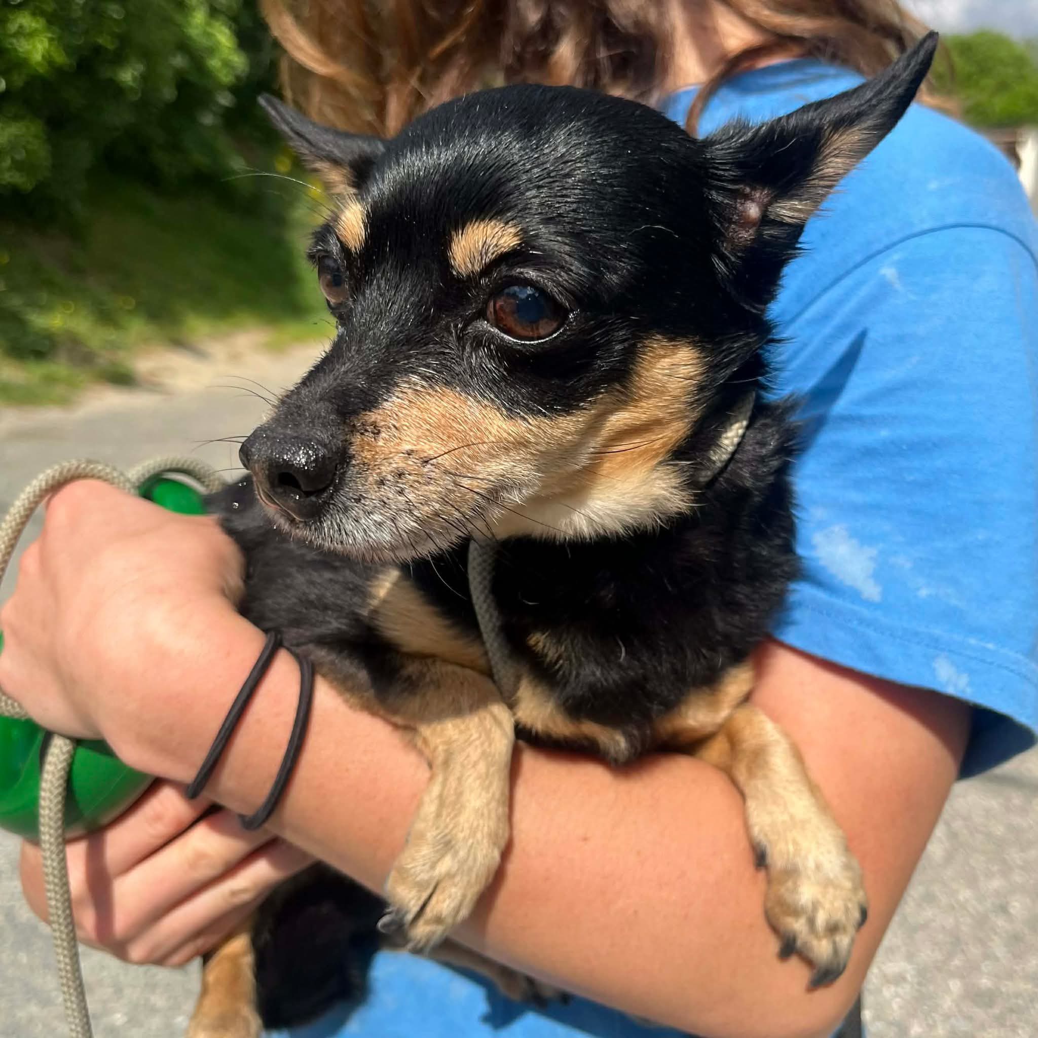 Lire la suite à propos de l’article 23/04 – FOURRIÈRE Chien – CC139