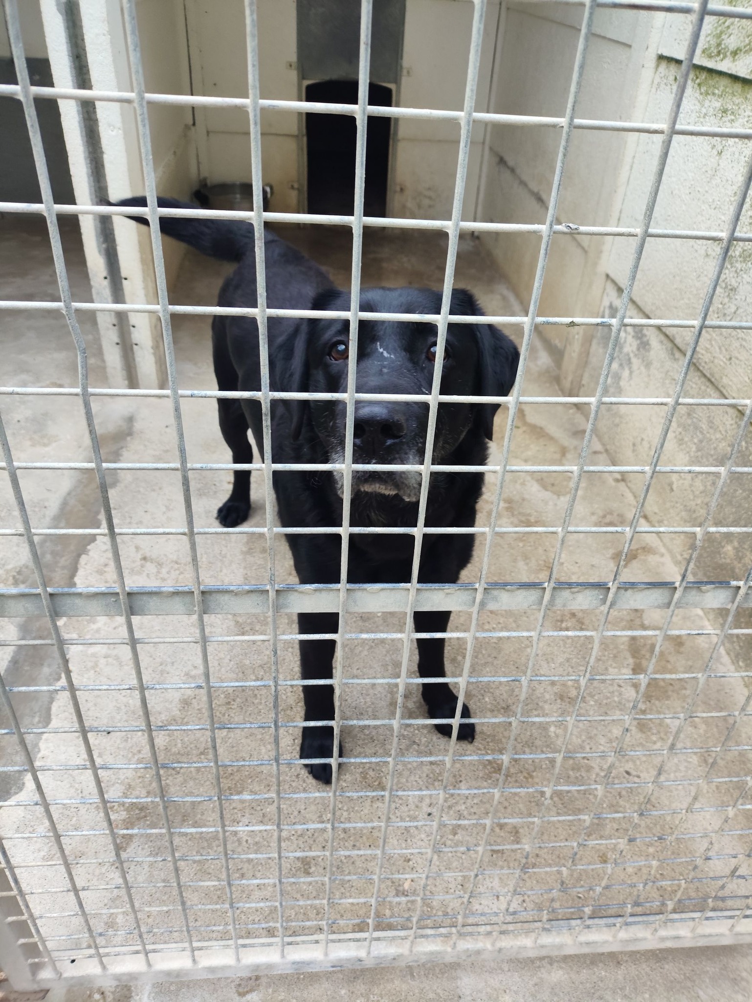 Lire la suite à propos de l’article 02/04 – FOURRIÈRE Chien