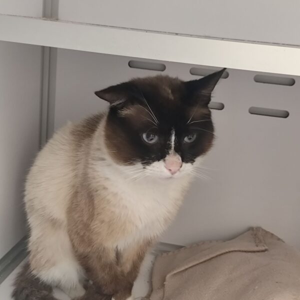 26/04 – FOURRIÈRE Chat