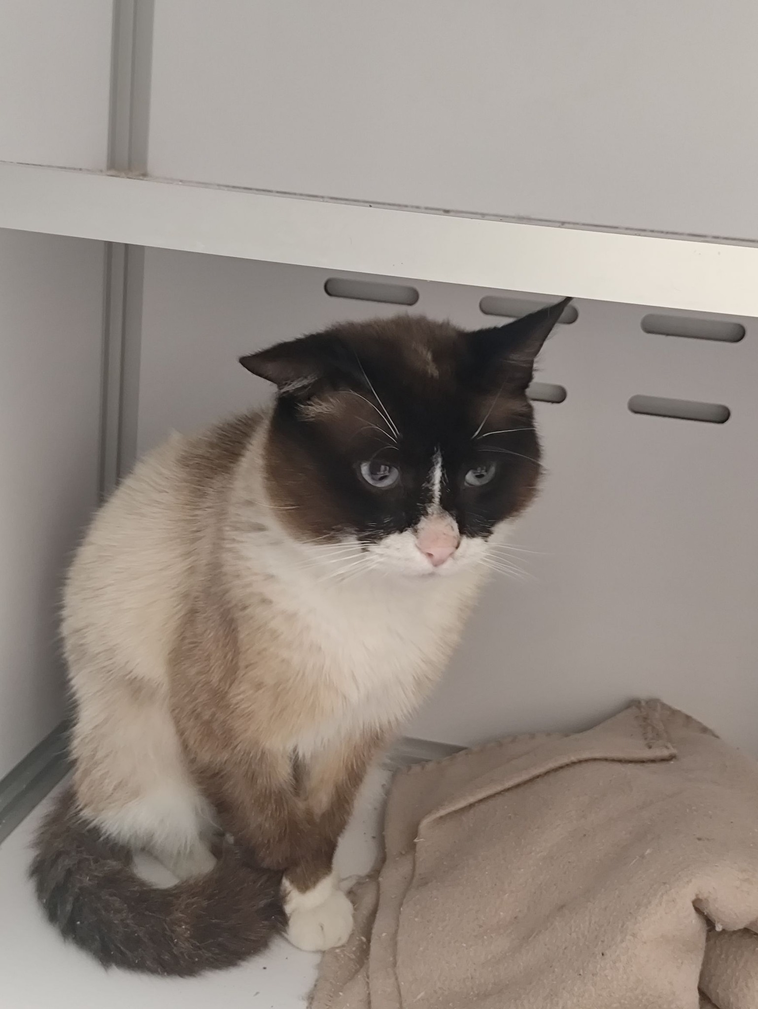 Lire la suite à propos de l’article 26/04 – FOURRIÈRE Chat