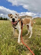 Jaya, chien à l’adoption à la SCPA de Carcassonne