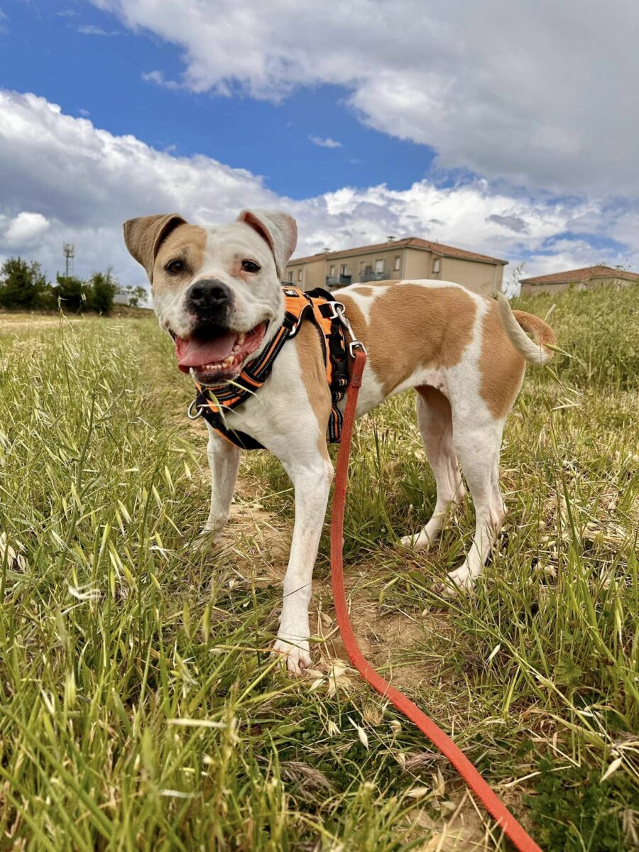 Lire la suite à propos de l’article Jaya