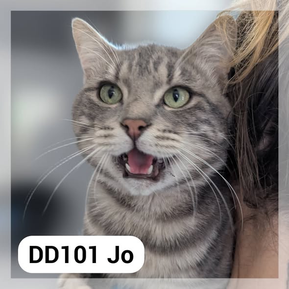 Lire la suite à propos de l’article Jo & Olive