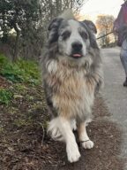 Jouxy, chien à l’adoption à la SCPA de Carcassonne