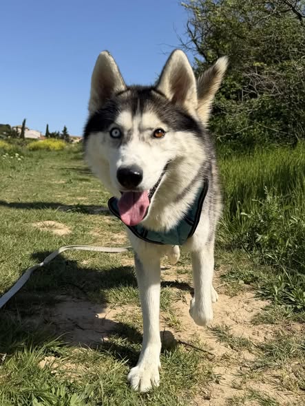 Lire la suite à propos de l’article Koda