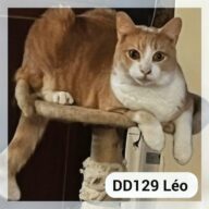 Léo - F.A., chat à l’adoption à la SCPA de Carcassonne