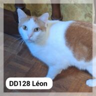 Léon - F.A., chat à l’adoption à la SCPA de Carcassonne