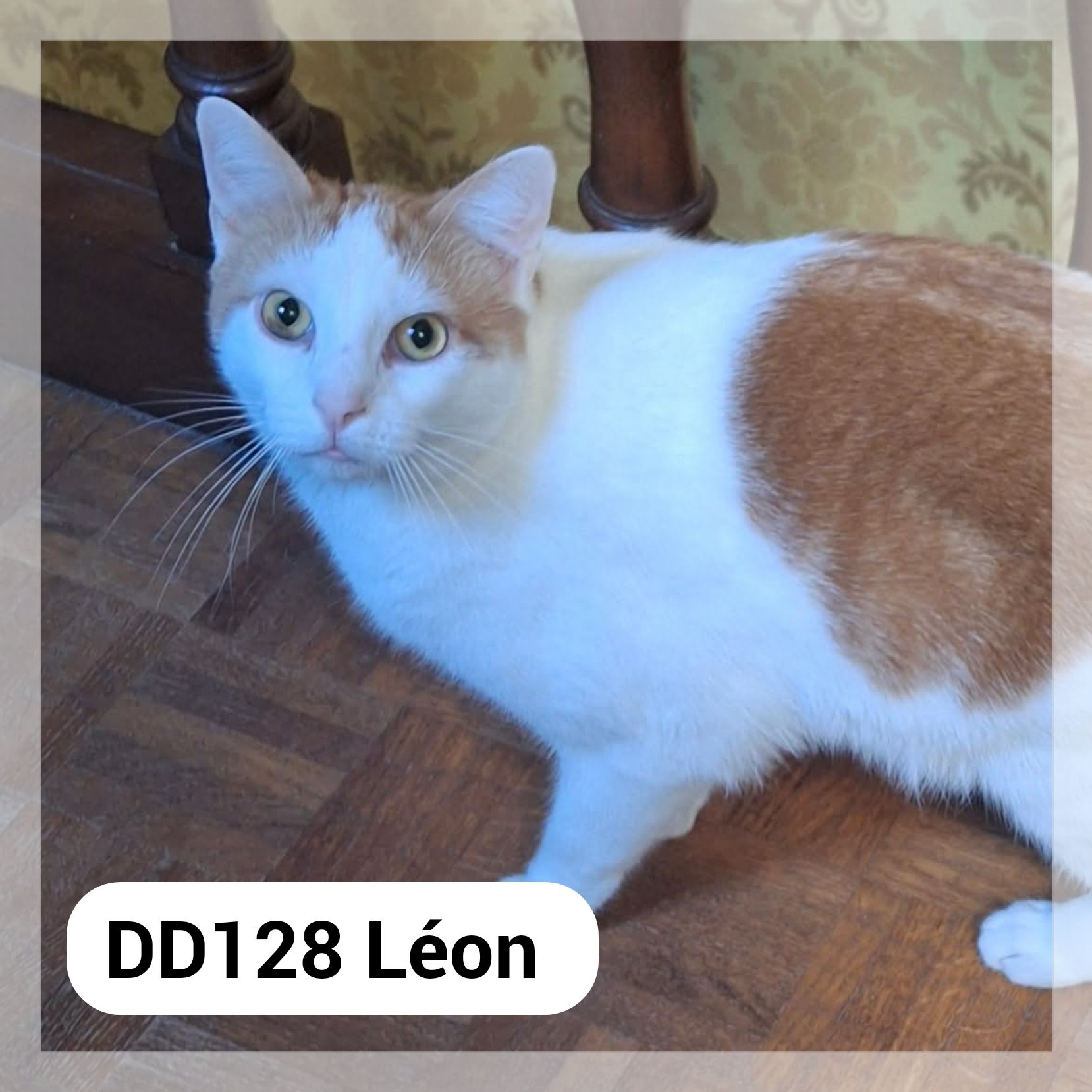 Léon