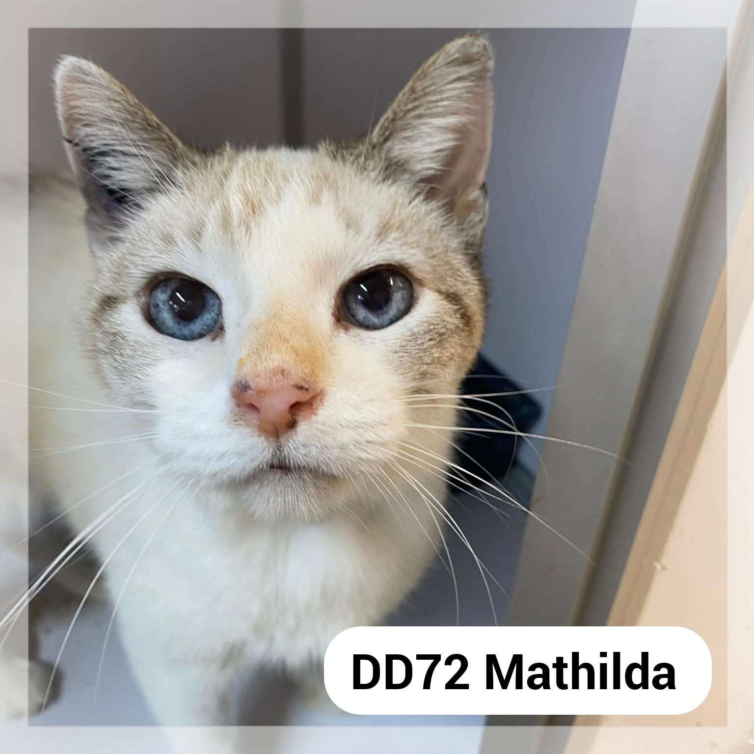 Lire la suite à propos de l’article Mathilda