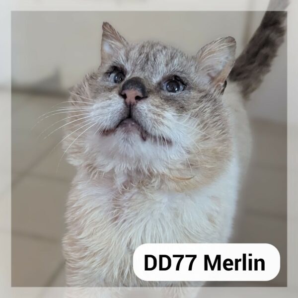 Merlin