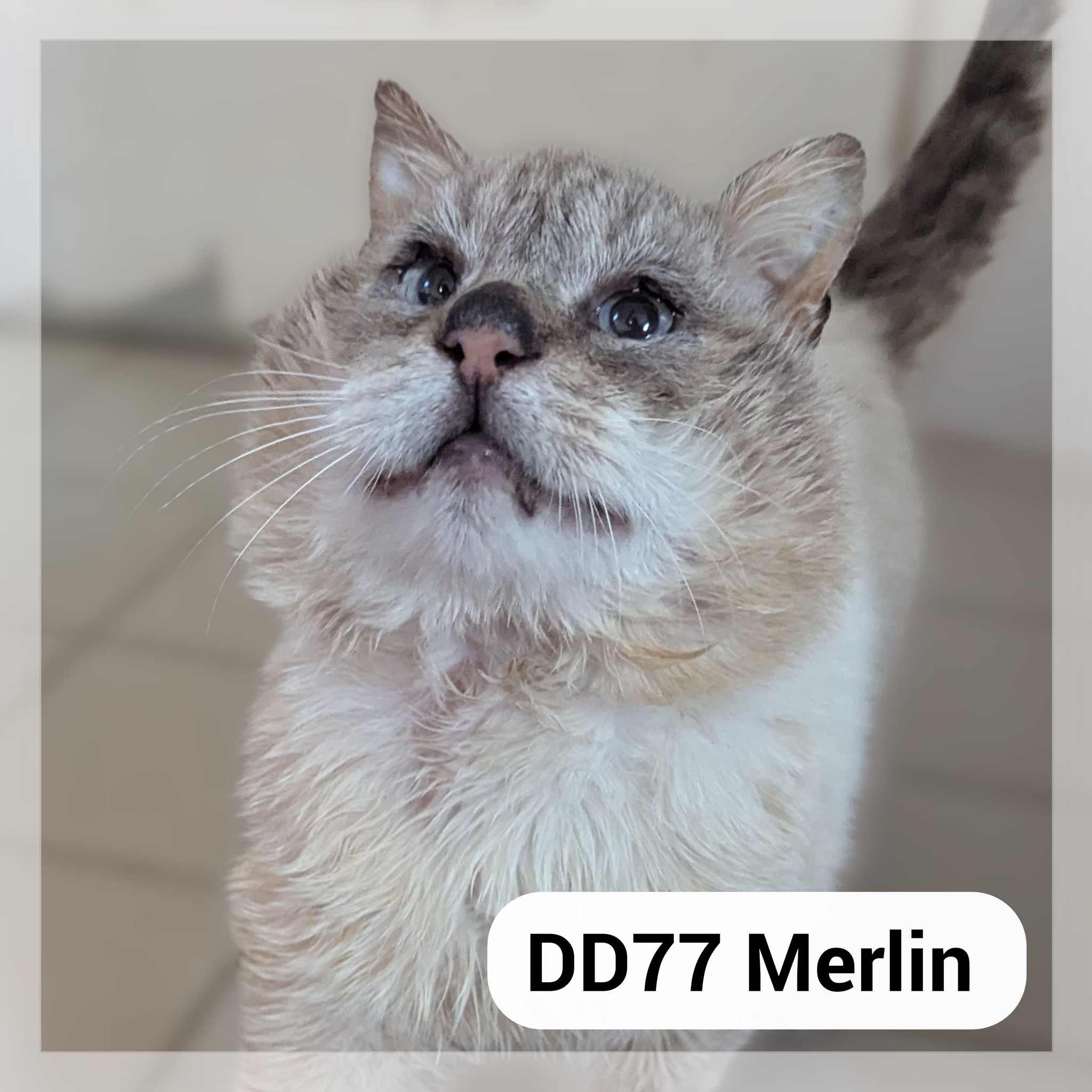 Merlin