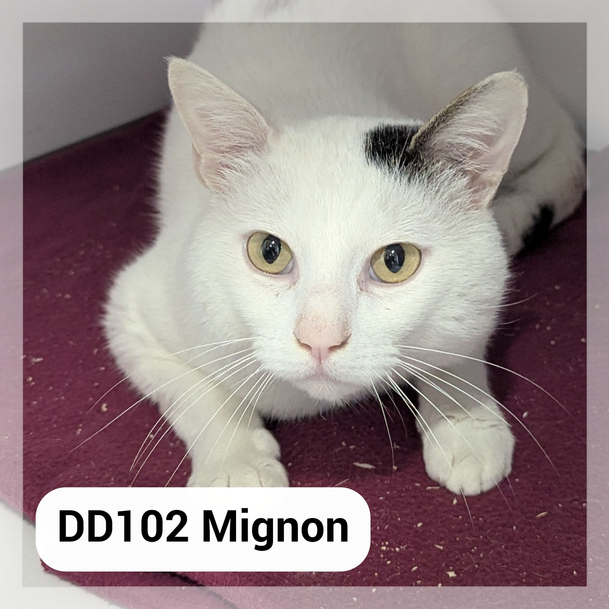 Lire la suite à propos de l’article Mignon