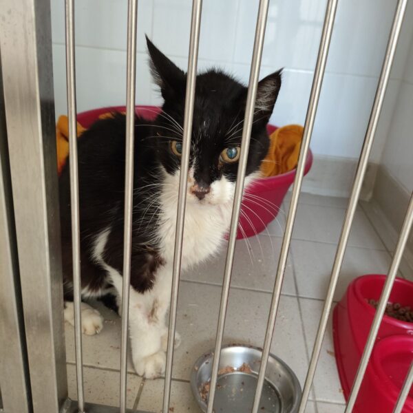 26/04 – FOURRIÈRE Chat – DD112