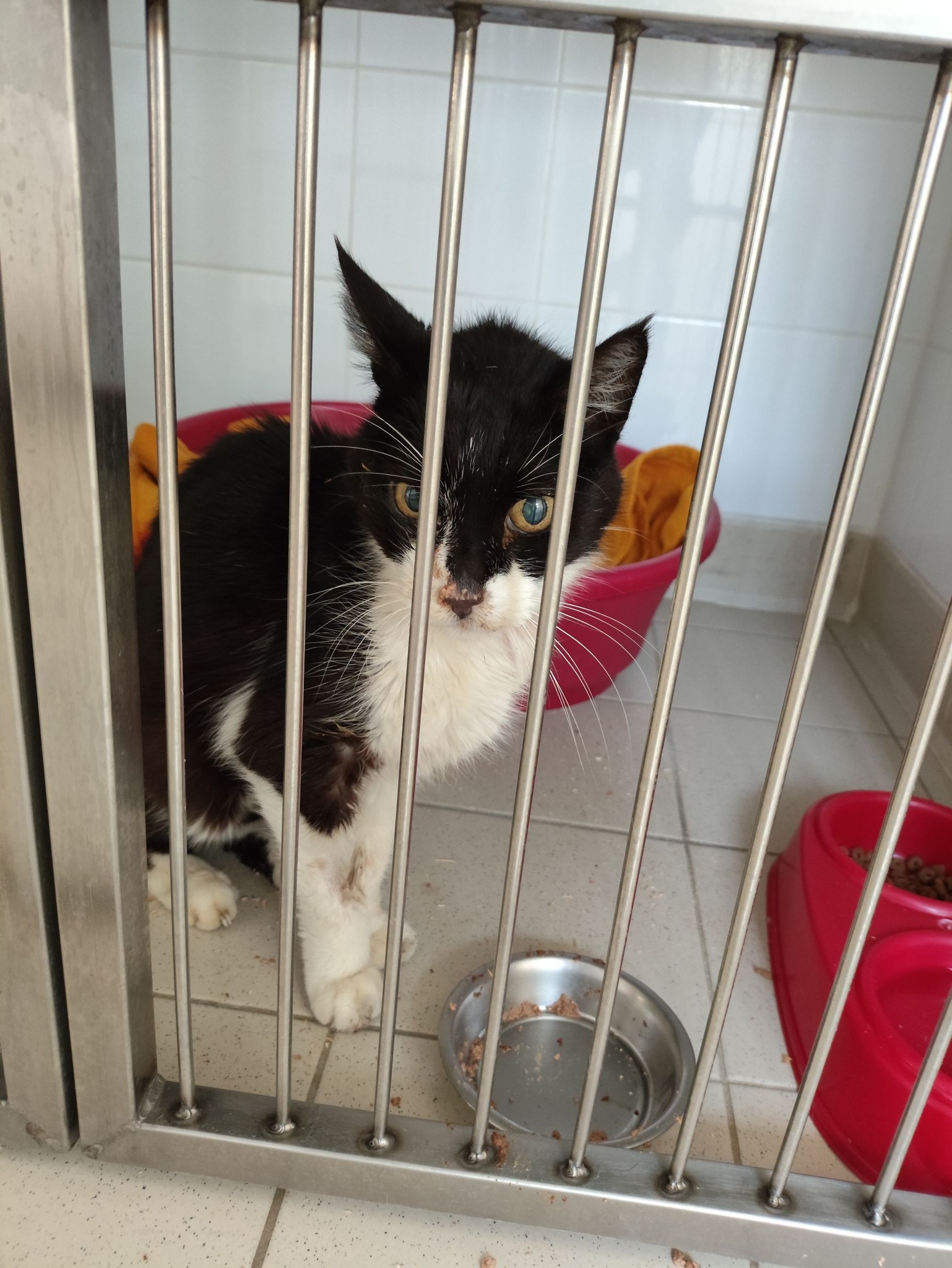 Lire la suite à propos de l’article 26/04 – FOURRIÈRE Chat – DD112