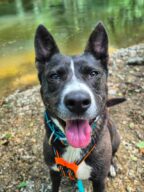 Octavia, chien à l’adoption à la SCPA de Carcassonne