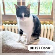 Oscar - F.A., chat à l’adoption à la SCPA de Carcassonne