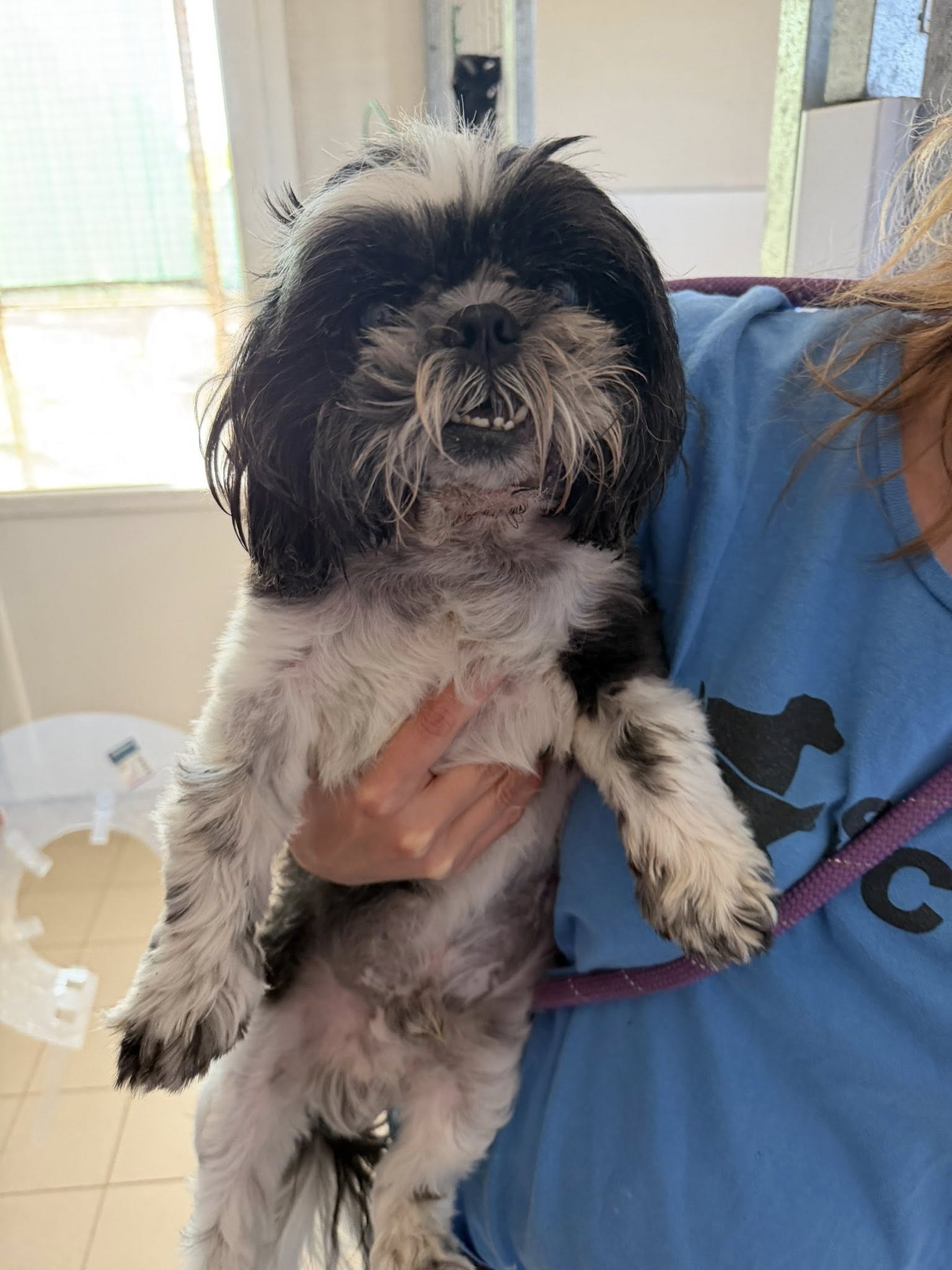 Lire la suite à propos de l’article Pietro