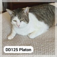 Platon - F.A., chat à l’adoption à la SCPA de Carcassonne