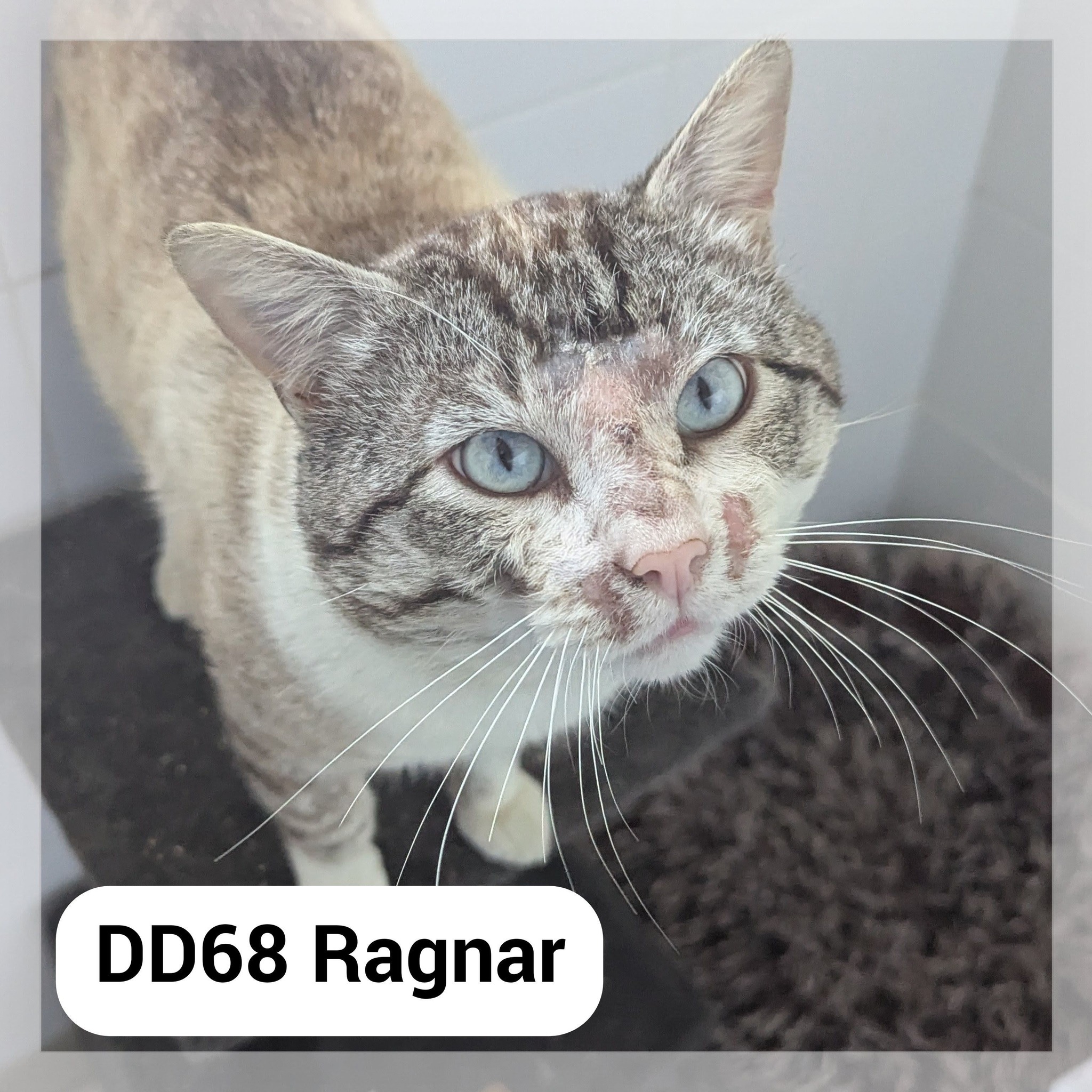 Lire la suite à propos de l’article Ragnar