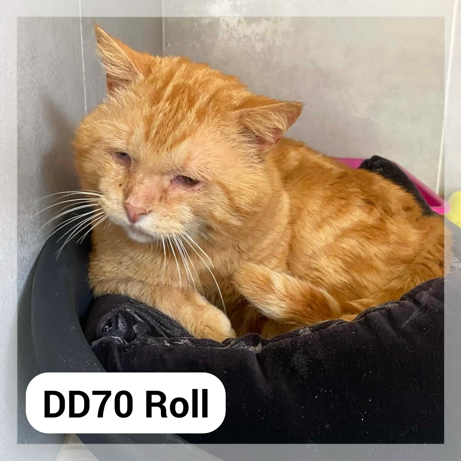 Lire la suite à propos de l’article Roll